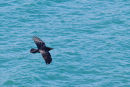 Raven  