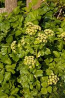 Alexanders
