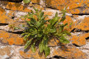 Sea Beet - "Beta Vulgaris"