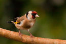 Goldfinch - Male