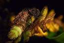 Glow-Worm - "Lampyris Noctiluca".