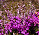 Bell Heather / Heather 