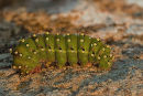 Emperor Moth Caterpillar - "Saturnia Pavonia"
