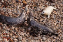 Atlantic Grey Seals 