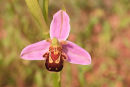 Bee Orchid 