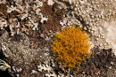 " Teloschistes Flavicans " 