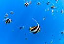 Angel fish