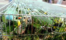 Wild-caught blue-fronted amazon parrots, Argentina