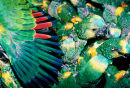 Wild-caught parrots crammed in crate, Argentina
