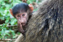 Baby baboon with mother