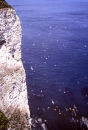 Bempton Cliffs, England