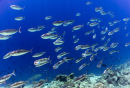 Big mouth plankton feed