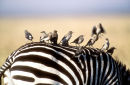 Birds riding a zebra