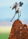 Black-headed heron on termite mound, Tarangire