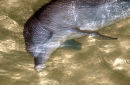 Bottlenose dolphin, Queensland, Australia
