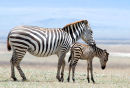 Zebra mother and foal, Tanzania