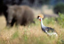 Crowned crane with elephant watching