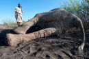 Reporting poached elephant "Hope"