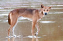 Pure-bred male dingo