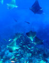 Eagle rays hunting