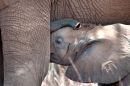 Elephant calf suckling, Samburu