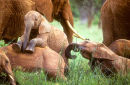 Rainy season play, Tsavo