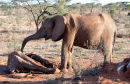 Elephant respect