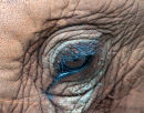 Eye of an orphan