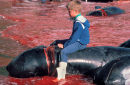 Pilot whale slaughter, Faroe Islands, Denmark