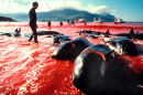 Pilot whale massacre, Faroe Islands