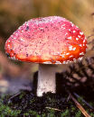 Fly agaric