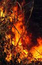 Forest fire, Kutai, Borneo