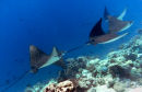 Four eagle rays