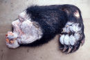 Frozen bear forearm, Vietnam