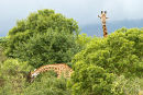 Giraffe, Arusha NP, Tanzania