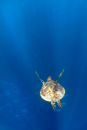 Green turtle deep