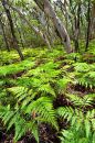 Gum forest, Queensland, Australia