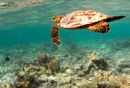Hawksbill turtle on reef
