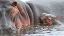 Young hippopotamus with mother