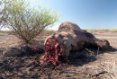 Matriarch poached for ivory, Isiolo
