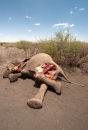 Killed for her tusks