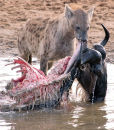 Spotted hyaena with wildebeest carcass