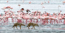 Common Jackals with flamingoes