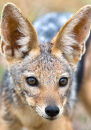 Young black-backed jackal