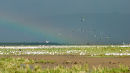 Rainbow over pelicans, Lake Manyara