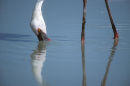 Lesser flamingo sifting for food