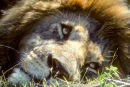 Lion resting