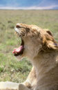 Lion yawning, Tanzania