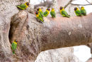 Yellow-collared lovebirds in baobab tree, Tanzania