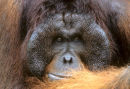 Dominant male orang-utan, Borneo